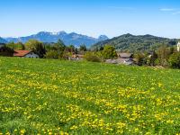 Löwenzahnwiese oberhalb Grainbach am Samerberg mit Wendelstein Massiv - Oberbayern